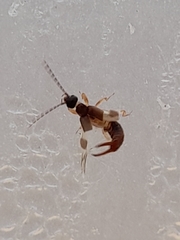Spongiphoridae
