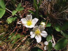 Fragaria virginiana