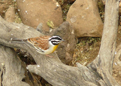 Emberiza flaviventris