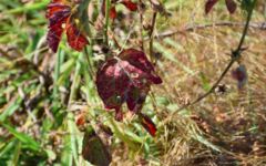 Hibiscus sabdariffa