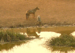 Lupulella adusta adusta