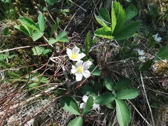 Fragaria virginiana