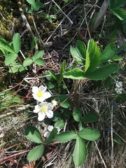 Fragaria virginiana