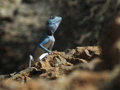 Pseudotrapelus jensvindumi