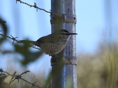 Campylorhynchus jocosus