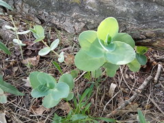 Hylotelephium caucasicum