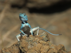 Pseudotrapelus jensvindumi