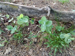 Hylotelephium caucasicum