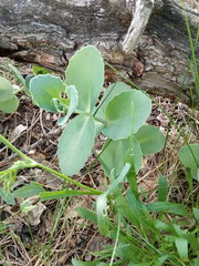 Hylotelephium caucasicum