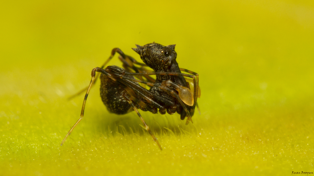 Assassin Spiders