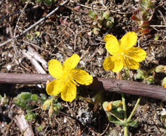 Hypericum tomentosum
