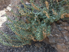 Schweinfurthia papilionacea