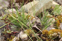 Allium rubens