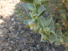 Schweinfurthia papilionacea