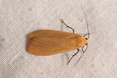 Eilema sororcula