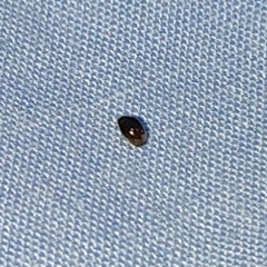 Polyphaga