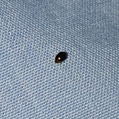 Polyphaga