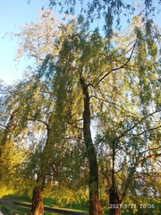Salix × pendulina
