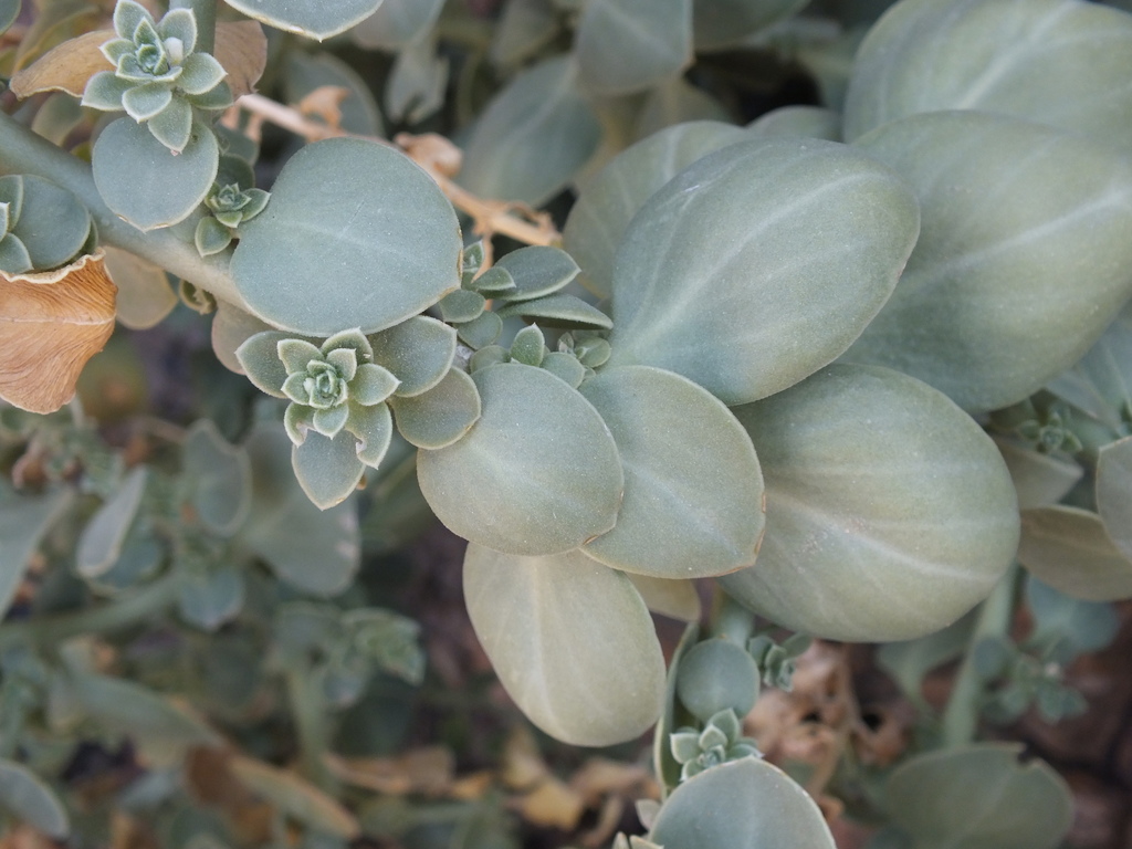 Glaucous Dog-Flower