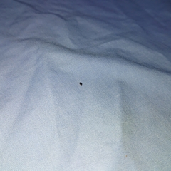 Polyphaga
