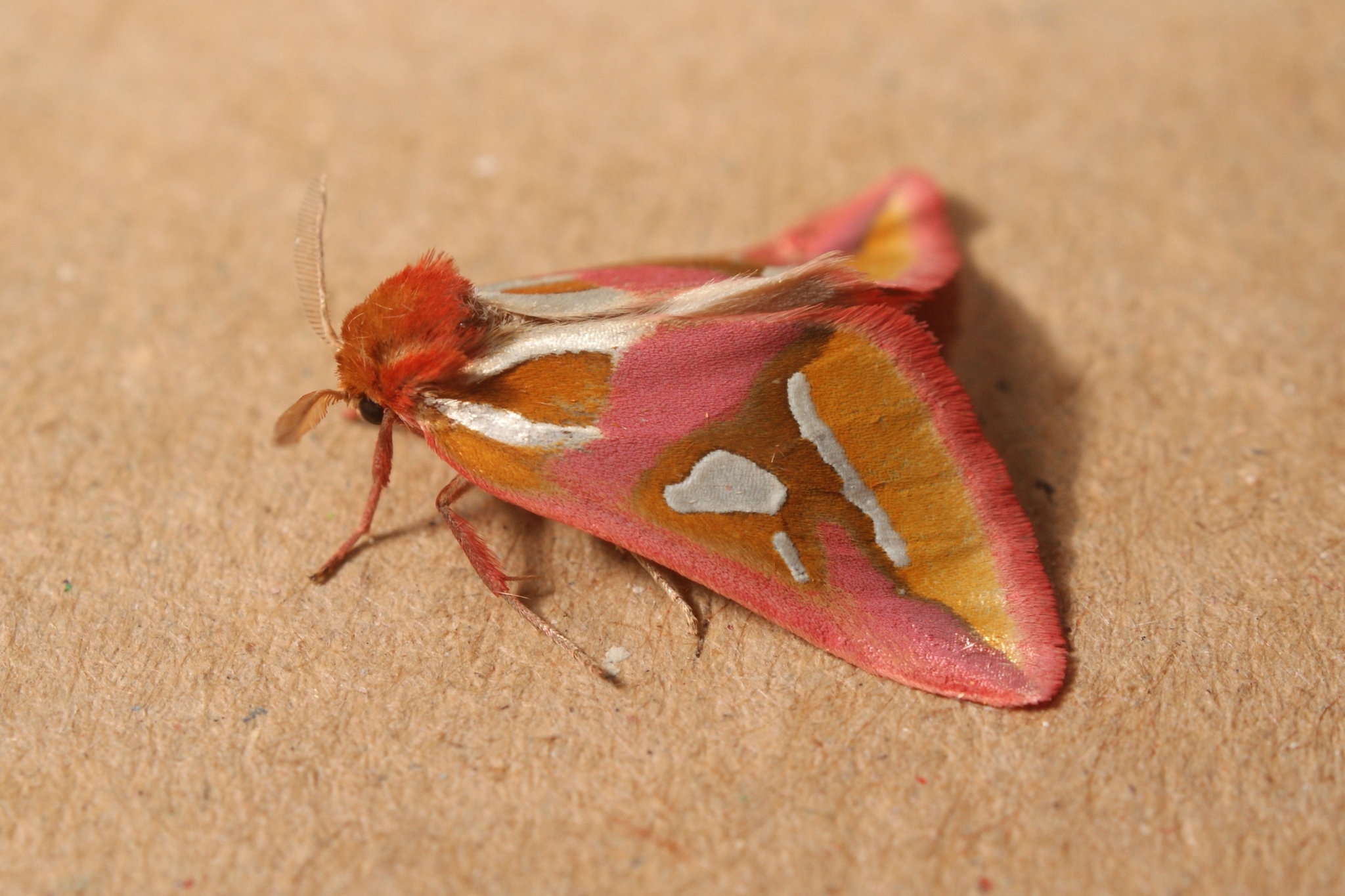 Cimeliidae