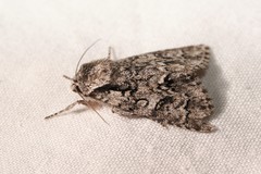 Acronicta auricoma