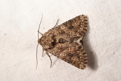 Anarta pugnax