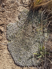 Helichrysum caespititium