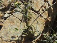 Pentatropis nivalis
