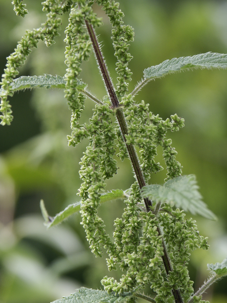nettle family Identifiable Plants in Washington State