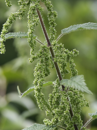 Nettle