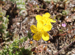 Hypericum tomentosum