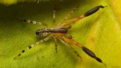 Austrophaea zebra
