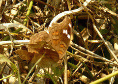 Junonia natalica