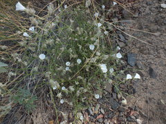Convolvulus virgatus