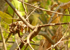 Chlorocichla flaviventris
