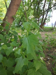 Alliaria petiolata