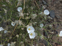 Convolvulus virgatus