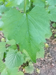 Alliaria petiolata