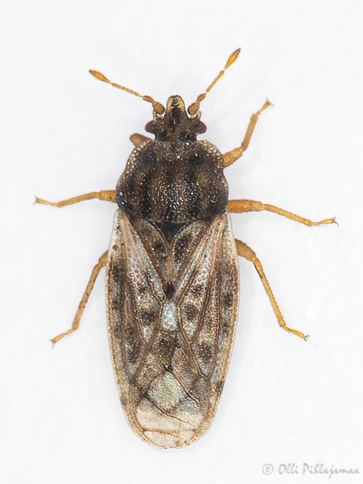 Ash-gray Leaf Bugs