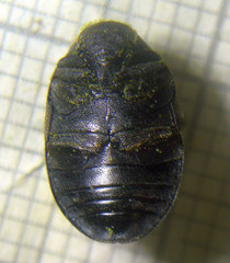 Byrrhus pilula