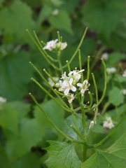 Alliaria petiolata