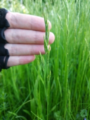 Poeae