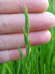 Poeae