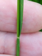 Poeae