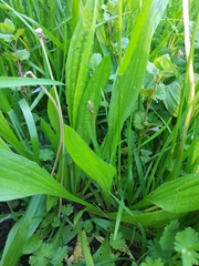 Plantago lanceolata