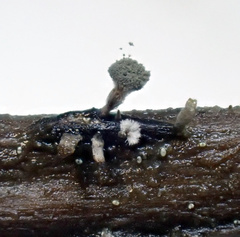 Coremiella cubispora