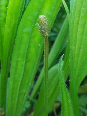Plantago lanceolata