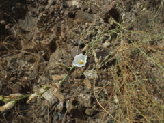 Convolvulus prostratus