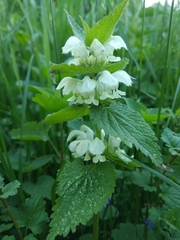 Lamium album